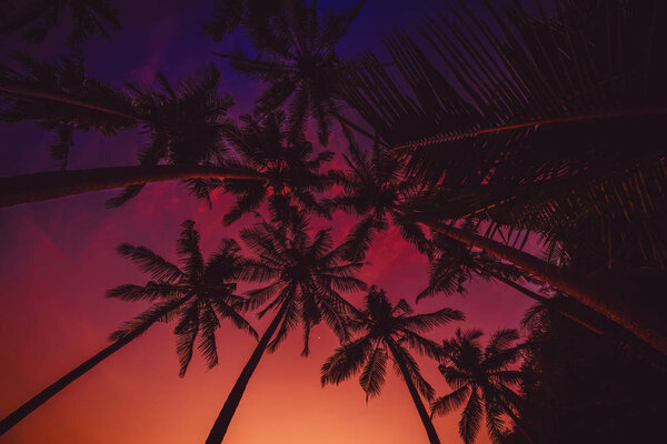 Tropical coconut palms with amazing sunset