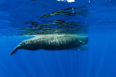 Sperm whales swimming in blue ocean, Mauritius. clipart