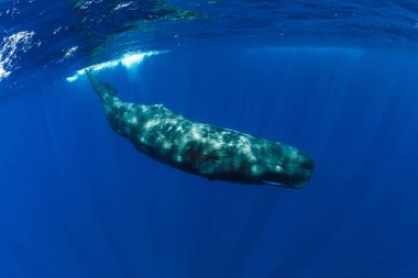 Sperm whale swim in Indian ocean, Mauritius. clipart