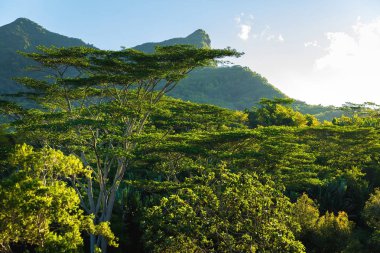 Mauritius'ta yağmur ormanları, ağaç taçları ve dağ