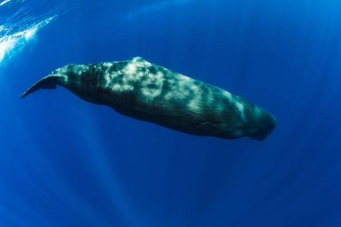 Sperm whale swimming in blue ocean clipart