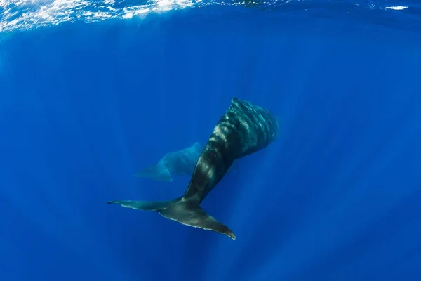 Sperm whales dive in blue ocean. Tails of whales — Stock Photo, Image