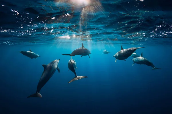 Delfines hilanderos bajo el agua en el océano — Foto de Stock