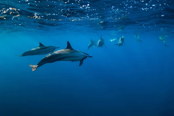 Delfines spinner bajo el agua en el océano Índico — Foto de Stock