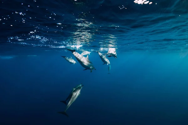 Spinner dolphins underwater in ocean — Stock Photo, Image