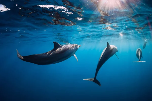 Delfines spinner bajo el agua en el océano azul con luz — Foto de Stock