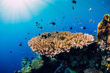 Mercanlar ve tropikal balıklarla dolu sualtı okyanus yaşamı. Su altında. 