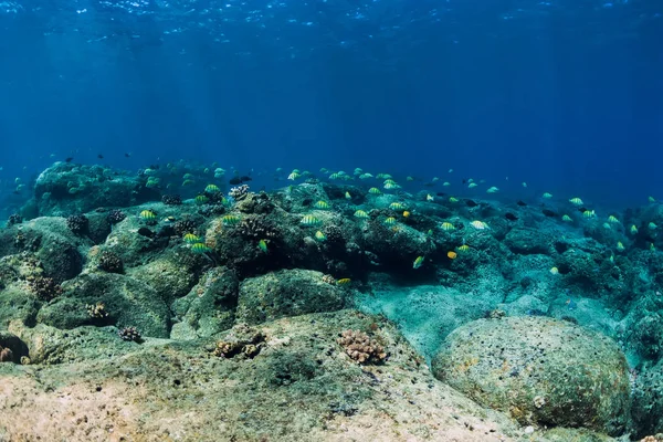 Escena submarina con escuela de peces sobre fondo de piedras. Tropica —  Fotos de Stock