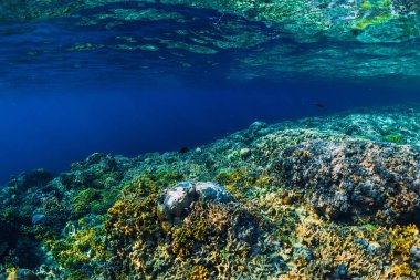 Mercanların ve tropikal balıkların olduğu sualtı sahnesi 