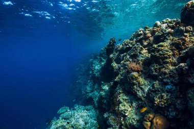 Şeffaf mavi okyanusta kayalar ve mercanlarla sualtı manzarası.