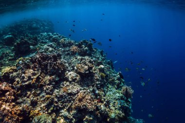 Şeffaf mavi okyanusta kayalar ve mercanlarla sualtı manzarası.