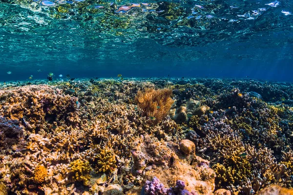 Onderwater scene met koralen en tropische vissen in tropisch blauw — Stockfoto