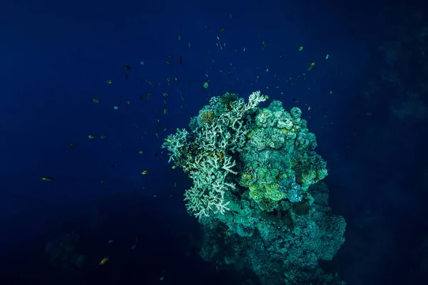 Underwater view with rocks and corals in transparent blue ocean.