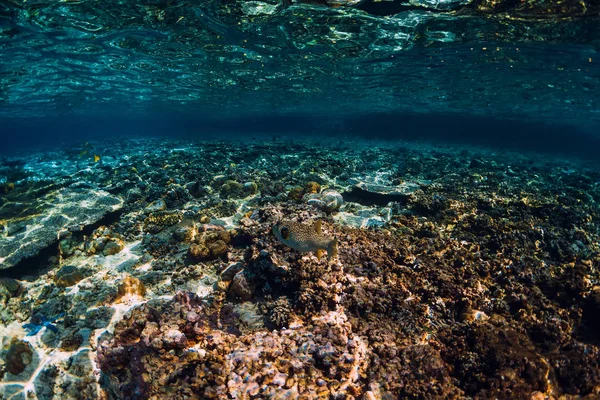 Escena submarina con corales y peces tropicales en azul tropical — Foto de Stock