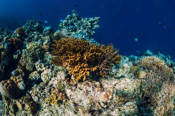 Vista subaquática com rochas e corais no oceano azul transparente . — Fotografia de Stock