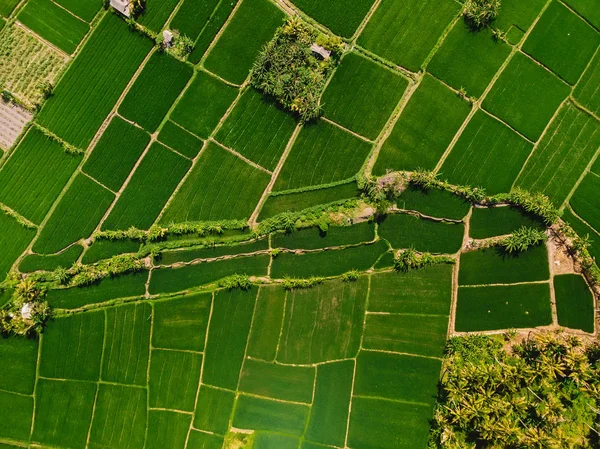 Pirinç tarlalarının havadan görünüşü. Doğal dokular