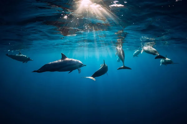Delfines nadando bajo el agua en el océano en Mauricio — Foto de Stock