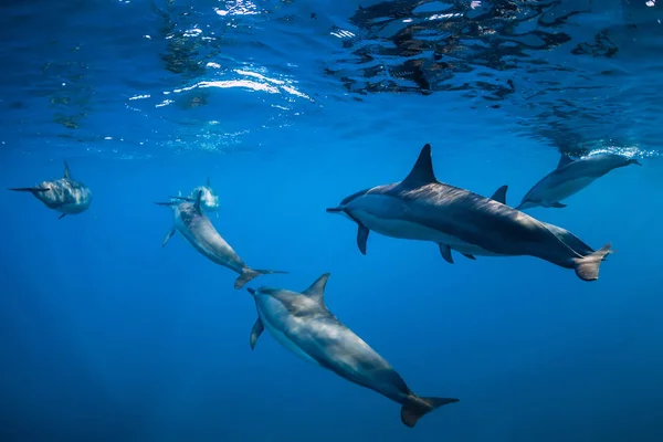 Дельфины плавают под водой в океане на Маврикии — стоковое фото