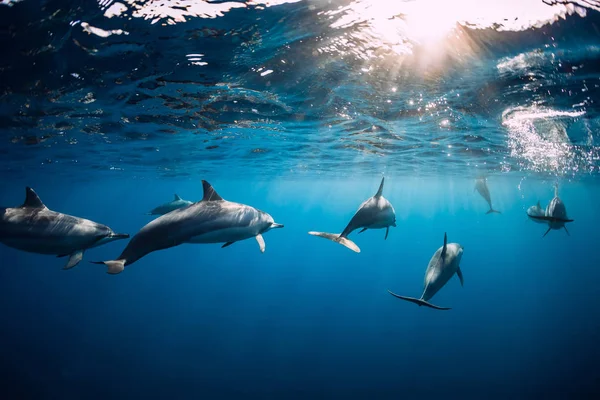 Delfines nadando bajo el agua en el océano en Mauricio — Foto de Stock