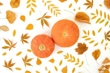 Sonbahar kompozisyonu. Beyaz arka planda sonbahar yaprakları ve kabaklar