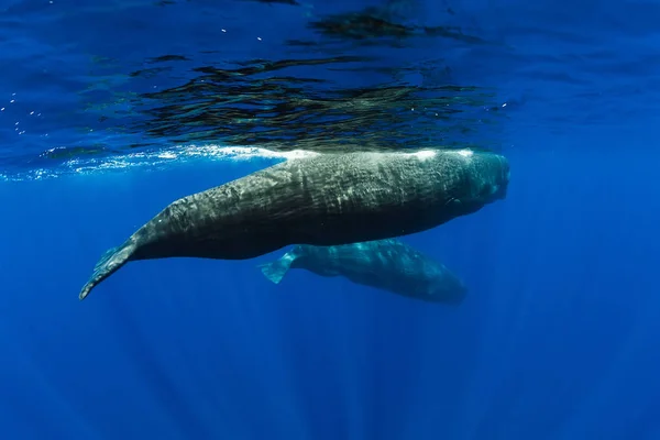 Amazing Sperm whales swimming in ocean near Mauritius. — Stock Photo, Image