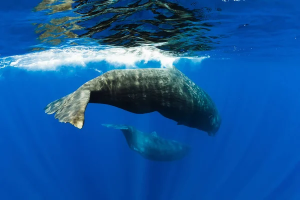 Baleias de esperma incríveis nadando no oceano perto de Maurício . — Fotografia de Stock