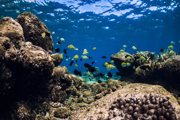 Scène sous-marine avec pierres et poissons tropicaux. Océan bleu — Photo