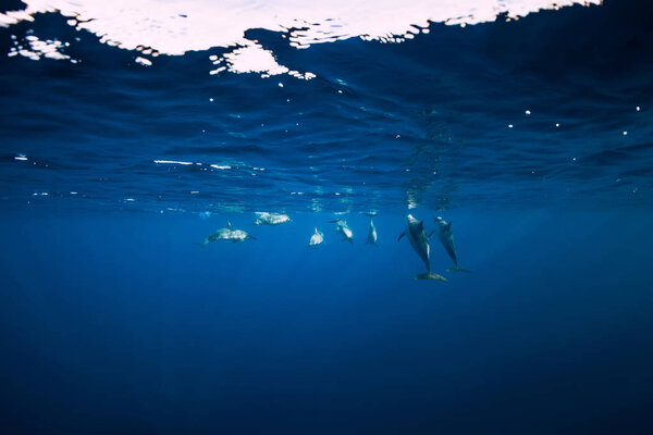 Spinner dolphins underwater in blue ocean. Dolphin family
