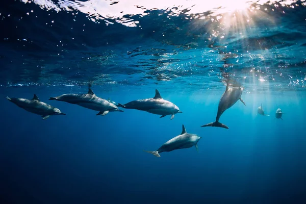 Delfines spinner bajo el agua en el océano azul. Familia de delfines — Foto de Stock