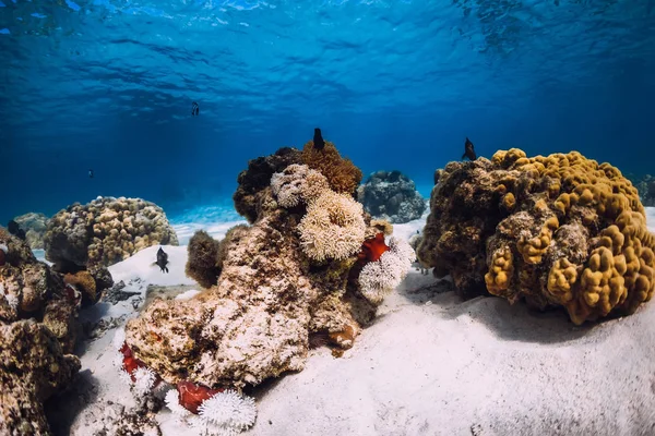 Coral con anémonas y fondo arenoso. Bajo el agua con coral y — Foto de Stock