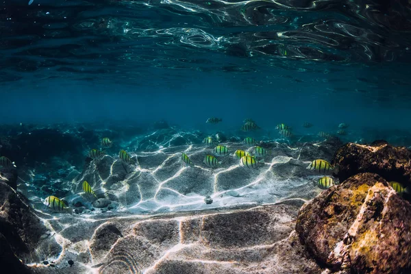 Mercanlar ve çizgili balıklarla dolu sualtı sahnesi. Tropik mavi deniz — Stok fotoğraf