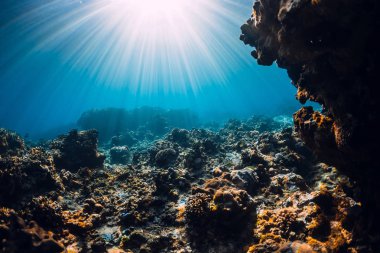 Mercanlar, kayalar ve güneş ışınlarıyla dolu sualtı sahnesi. Tropikal okyanus