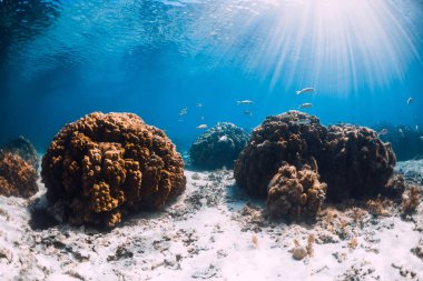 Suyun altında beyaz kum ve mercanlarla tropik okyanus