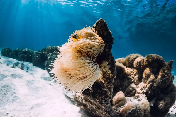Coral con anémonas, pescado y fondo arenoso. Bajo el agua con cora —  Fotos de Stock