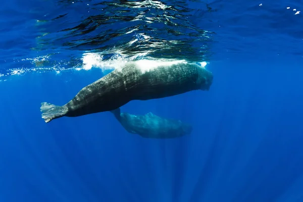 Sperm whales swimming underwater in ocean, Mauritius island — Stock Photo, Image