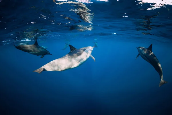 Spinner delfiny pływające pod wodą w oceanie. Ssaki wodne — Zdjęcie stockowe