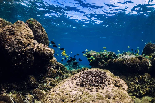 Cena subaquática com pedras e peixes tropicais. Vida selvagem em blu — Fotografia de Stock