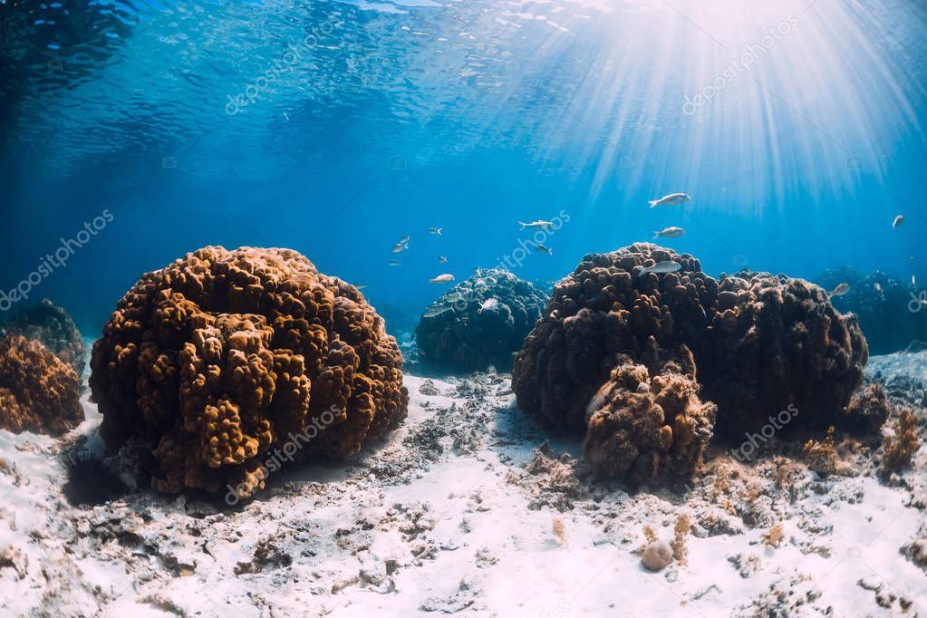 Tropical ocean with white sand and corals underwater