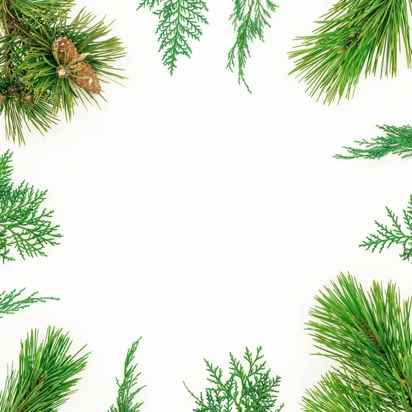 하얀 등에 있는 상록수 가지들로 이루어진 크리스마스의 틀 — 스톡 사진