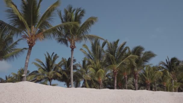 Bela Vista Resort Tropical Areia Branca Coqueiros Céu Azul — Vídeo de Stock