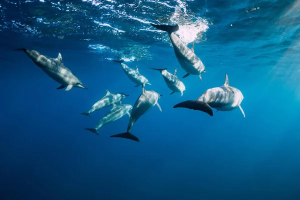 Delfines hilanderos bajo el agua en el océano. Familia de delfines en Mauriti — Foto de Stock