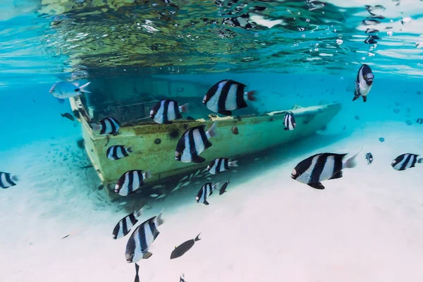 Mavi deniz, kumlu zeminde bir tekne enkazı ve tropik bir okul. — Stok fotoğraf