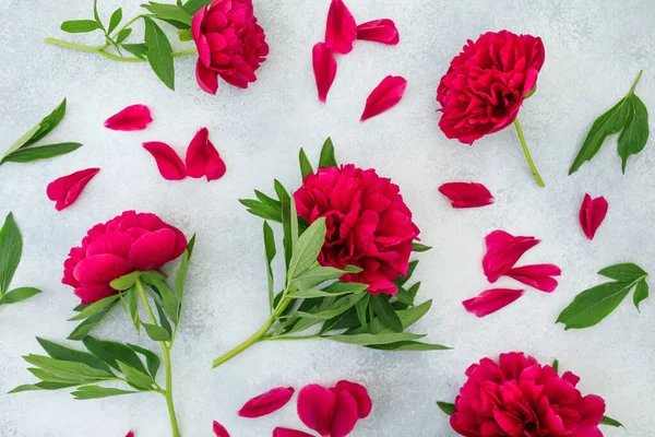 Blumenmuster Roter Pfingstrosen Blühen Auf Grauem Hintergrund Flache Lage Draufsicht — Stockfoto