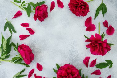 Gri arka planda kırmızı şakayık çiçekleri. Düz yatış, Üst Görünüm