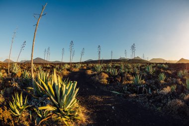 Lanzarote, İspanya 'da volkanik manzaralar, büyük agave bitkileri ve günbatımı tonlarıyla.