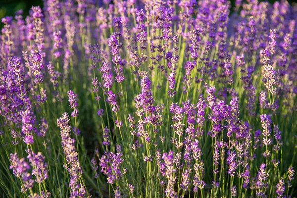 Lavendel Blüht Feld Mit Sonnenlicht — Stockfoto