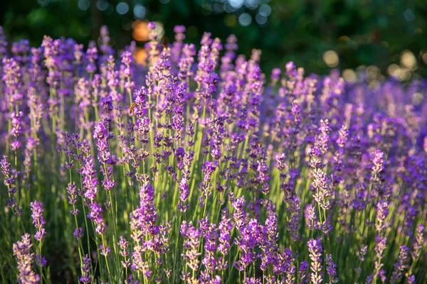 Lavendel Blüht Feld Mit Sonnenlicht — Stockfoto