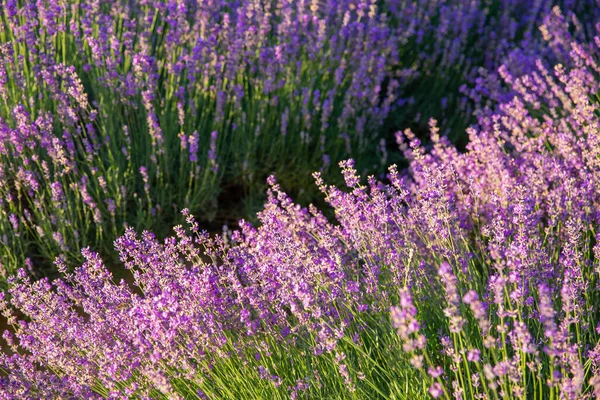 Lavendel Blüht Feld Mit Sonnenlicht — Stockfoto