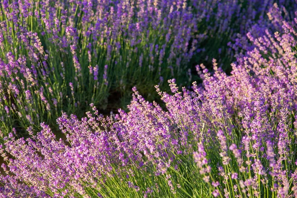 Lavender flowers field with sunlight