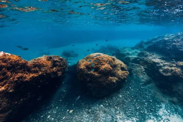 Escena Submarina Con Rocas Agua Azul Océano — Foto de Stock